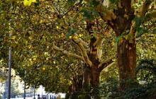 Prostějovská alej bojuje o titul Alej roku. Zelená brána z platanu a lip zdobí vjezd do města