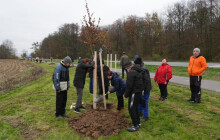 Stromy podél cyklostezky sadili místní. Lemují cestu mezi Litovlí a Třemi Dvory