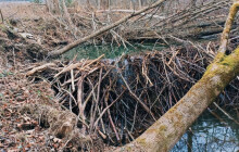 Dva měsíce po povodních mají novou hráz. V Jeseníkách úřadují bobři