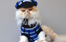 Kočičí výstava na Floře. Ještě pořád se mohou hlásit vystavovatelé