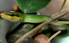 První mláďata v českých zoo. Narodily se vzácné gonyosomy