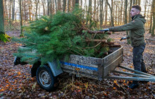 Lesy opět darují stromečky dětem. Přivezou jich 31 do kraje