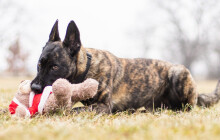 Tři oříšky pro Popelku, tři sudičky a tři části testů k policii