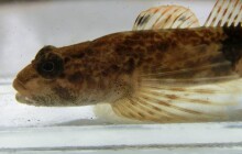 Povodně ryby nezničily. V Jeseníkách přežily i chráněné druhy