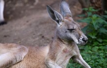 Olomoucká zoo slaví. Největší skupina klokanů rudých v Česku má nového samce