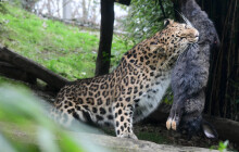 Samice levharta se představuje. Po karanténě se dostala do výběhu, návštěvníci už ji uvidí