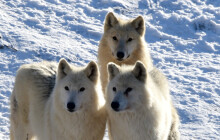 Jak žijí zvířata v zoo v zimě? V té na Svatém Kopečku se snížilo vstupné