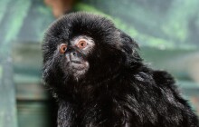 Olomoucká zoo slaví. Po 25 letech se narodilo mládě kalimika