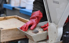 Lidé mají strach, že letos kapra neseženou. Kde koupit toho živého?