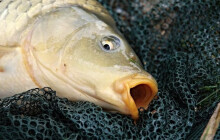 Kapr patří na stůl, ne do Mlýnského potoka. Lidé chtějí ryby pouštět, ty pak ale hynou