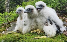 V nejvýznamnějším sídlišti sokolů zaznamenali i další dravce