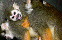 První mládě u kotulů. Nejspíš nebude poslední