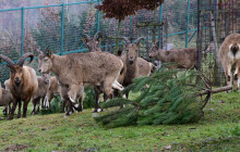 Ohňostroj se zvířatům nelíbí. Zoo Olomouc vyzývá k ohleduplnosti