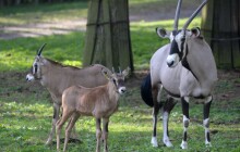 Posledními mláďaty roku jsou oryxové. Zoo Olomouc je jejich největším chovatelem
