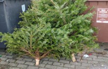 Kam se stromky? Olomouc, Šternberk i Šumperk už vánoční stromky svážejí