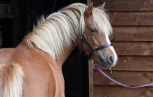 Olomoucký jezdecký areál bude hostit výstavů plemenných hřebců, klisen s hříbaty a poníků