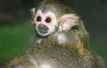 První mládě roku v Zoo Olomouc je kotul