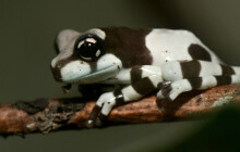 Vykulení pulci? Už jsou z nich žáby