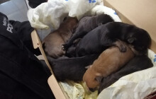 Sedm štěňat v krabici od bot. Jen pár dní po narození je někdo odložil