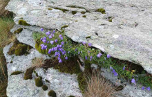 Nejcennější části Jeseníků ochrání ruční kosení i pastva