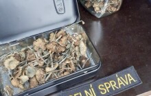 Slovenského milovníka hub odhalili celníci. Vlakem převážel 300 plodnic lysohlávek