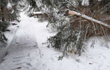 CHKO zprůchodnila stezky na Rejvíze. Poškodily je vyvrácené stromy