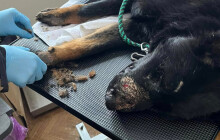 Dramatický odběr zanedbaných psů. Devět ovčáků už je v útulku