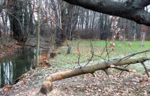 U sídliště úřadují bobři. Likvidují stromy