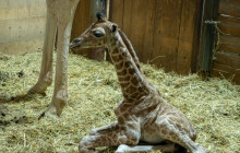 Olomoucká zoo hlásí úspěšný rok. Přivítala přes 377 tisíc návštěvníků
