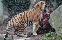 Tygři v olomoucké zoo dostali kořist podobnou té z divočiny. Okusili maso z kozorožce