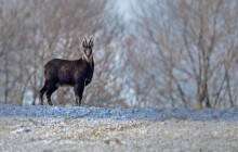 VIDEO: Nepůvodní, ale doma. Počty jesenických kamzíků se musí hlídat