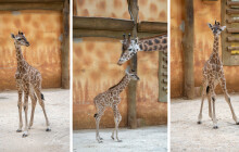 Další mládě žirafy v olomoucké zoo. Je to samička