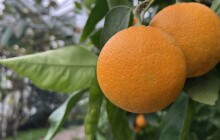 Citrusy, květy a tropy v zimě? Olomoucké skleníky jsou znovu otevřené