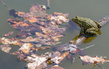 V Přerově budou moct žáby bezpečně na námluvy. Přes cestu je převedou studenti