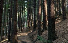 DATAREPORT: Městské lesy Olomouci vydělávají. Za poslední čtyři roky 60 milionů