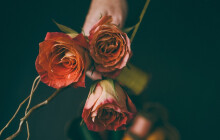 Slavíte Valentýna? Cena řezaných květin kvůli svátku roste