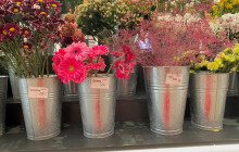 ANKETA: Slaví Olomoučané Valentýn?