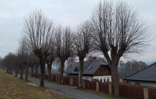 Tyto stromy město pokácí. Nahradí je novou výsadbou