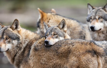 Hnutí DUHA Šelmy z Olomouce se připojilo k boji za ochranu vlka