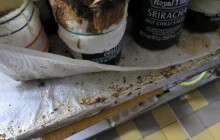 Šumperské bistro hlásí zavřeno. Inspekce nalezla trus a znečištěný prostor