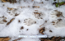 Sníh pomáhá odhalit invazní druhy. V Litovelském Pomoraví monitorují stopy zvířat