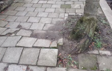 Rada města chce zachránit sakury. Pomoci by měla studie