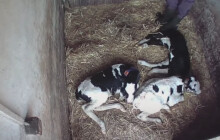 Kopali je do hlavy, bili je tyčí. Spolek zveřejnil drastické záběry z farem