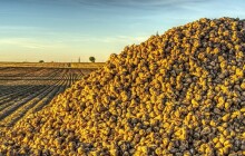 Zemědělci v Olomouckém kraji loni sklidili rekordních 935.800 tun cukrové řepy