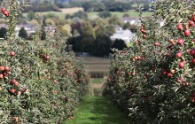 Sklizeň jablek loni v Olomouckém kraji prudce klesla na historické minimum