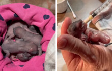 Zachránila je náhoda. Čtyři veverčí holčičky se dostaly do záchranné stanice