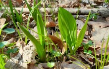 Začala sezóna medvědího česneku. CHKO varuje před záměnou s jedovatým ocúnem