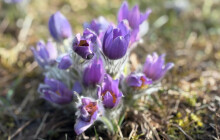 FOTO: Tady roste koniklec. Trhat se ale nesmí