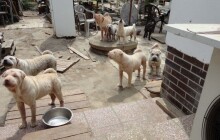 Veterinární správa eviduje více stížností na prodej psů s podlomeným zdravím