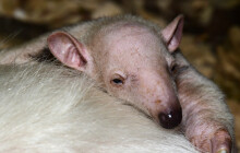 Slabé mládě mravenečníka zesílilo. V olomoucké zoo se dočkalo prvního vážení